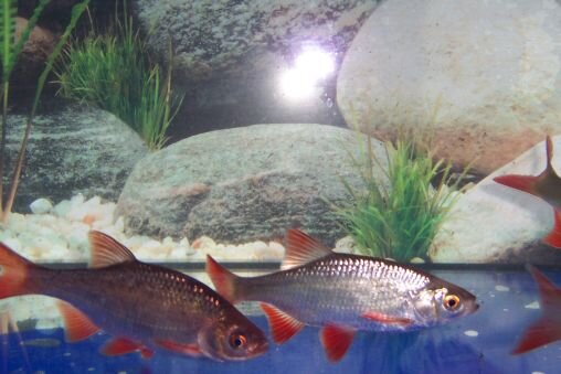 Rotfeder (Scardinius erythrophthalmus) 5- 7 cm