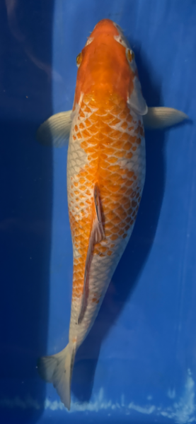 Koi 2 40-45cm