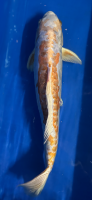 Koi 3 40-45cm