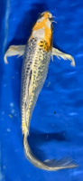 Butterfly Koi 10 20- 25cm