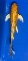 Butterfly Koi 14 20- 25cm