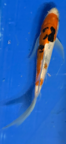 Butterfly Koi 19 20- 25cm Sanke