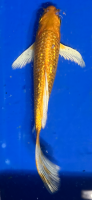 Butterfly Koi 20 20- 25cm