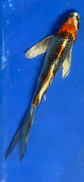 Butterfly Koi 27 20- 25cm Kujaku metallic