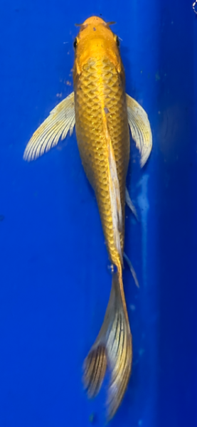 Butterfly Koi 29 20- 25cm