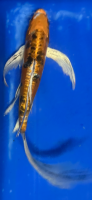 Butterfly Koi 35 20- 25cm
