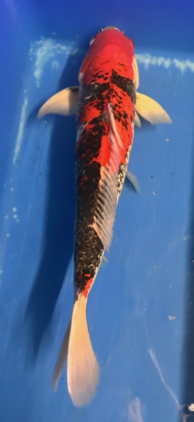 Koi 8 40-45cm