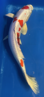 Koi 16 40-45cm