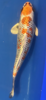 Koi 2-35- 40 cm