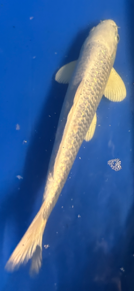 Koi 6 30- 35cm Platin Ogon GinRin