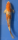 Koi 10 30- 35cm Ochiba