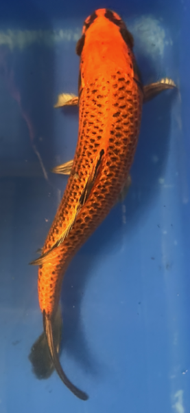 Koi 14 30- 35cm Matsuba