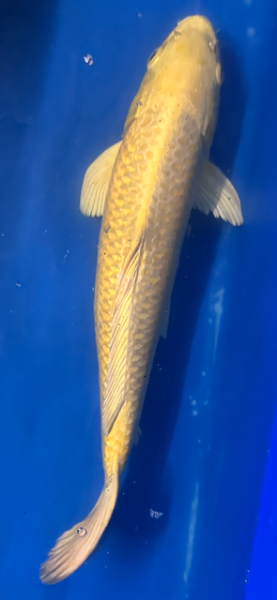 Koi 22 40-45cm