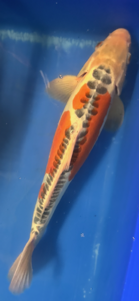 Koi 32 40-45cm Shusui