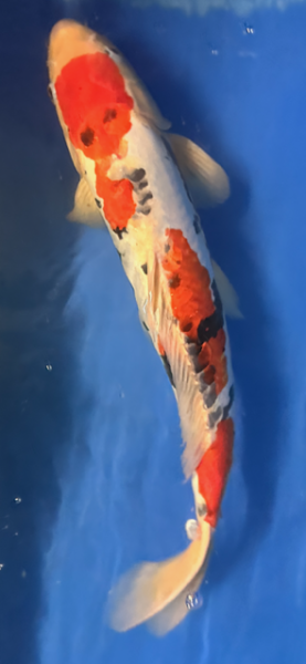 Koi 33 40-45cm