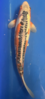 Koi 34 40-45cm Shusui