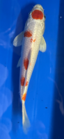 Koi 44- 20-25cm