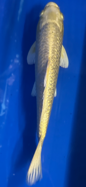 Koi 35 25- 30cm