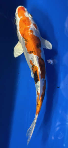 Koi 48- 20-25cm