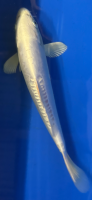 Koi 50- 20-25cm Platin Ogon