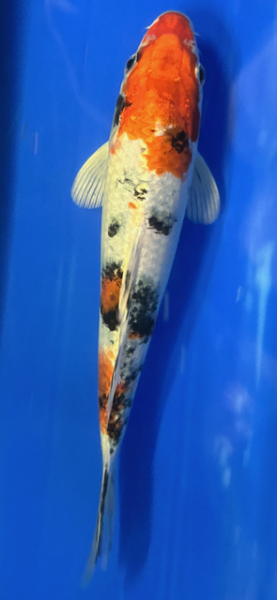 Koi 68 20-25cm