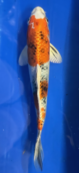 Koi 70 20-25cm