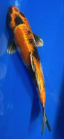 Koi 71 20-25cm