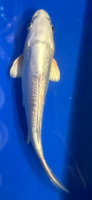 Koi 79 20-25cm