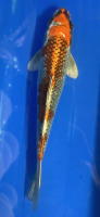 Koi 80 20-25cm