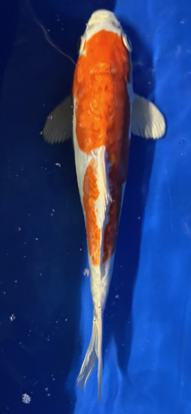 Koi 40 25- 30cm