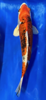 Koi 41 25- 30cm