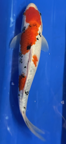 Koi 42 25- 30cm