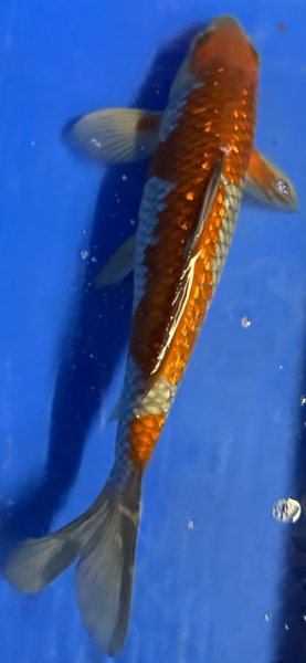 Koi 20 30- 35cm Ochiba