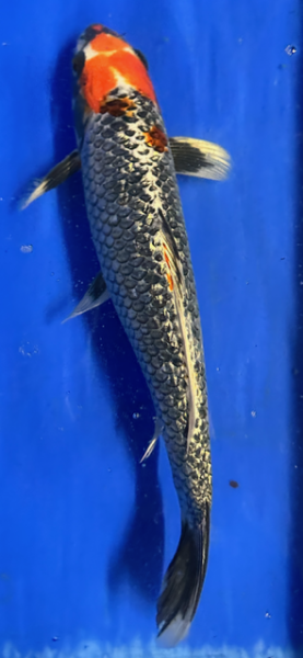 Koi 21 30- 35cm