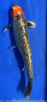 Koi 21 30- 35cm