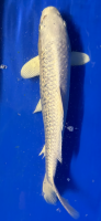 Koi 24 30- 35cm Platin Ogon GinRin