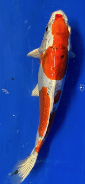 Koi 27 30- 35cm
