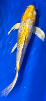 Butterfly Koi 48 20- 25cm