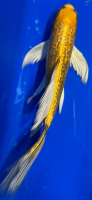 Butterfly Koi 51 20- 25cm Yamabuki
