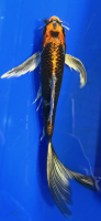 Butterfly Koi 54 20- 25cm Kujaku metallic