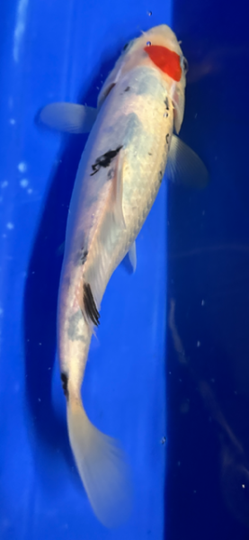 Koi 84 20-25cm Tancho Sanke