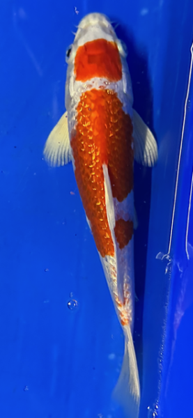 Koi 86 20-25cm