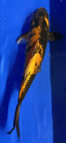 Koi 90 20-25cm Utsuri