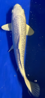 Koi 96 20-25cm GinRin Platin Ogon