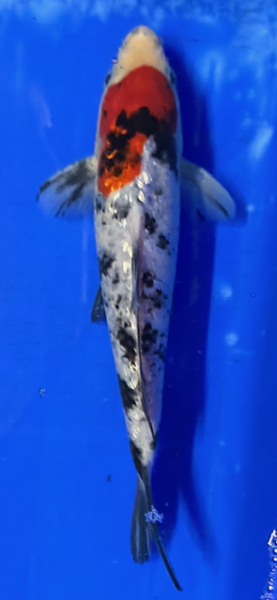Koi 97 20-25cm