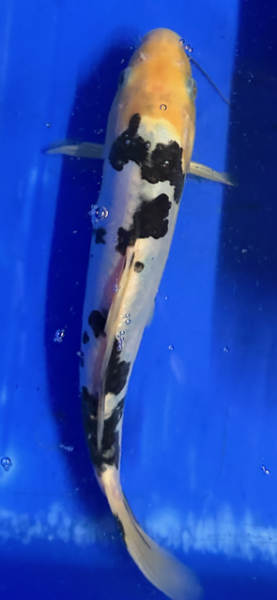 Koi 107 20-25cm
