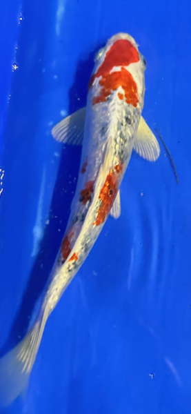 Koi 109 20-25cm
