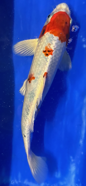 Koi 115 20-25cm