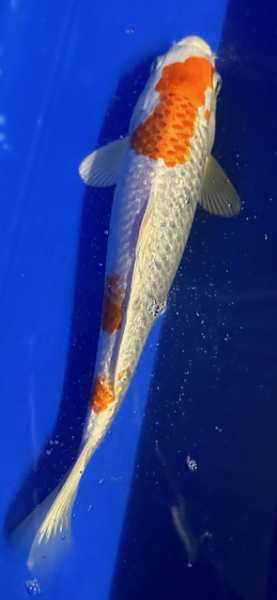 Koi 116- 20-25cm