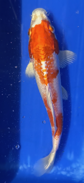 Koi 118- 20-25cm